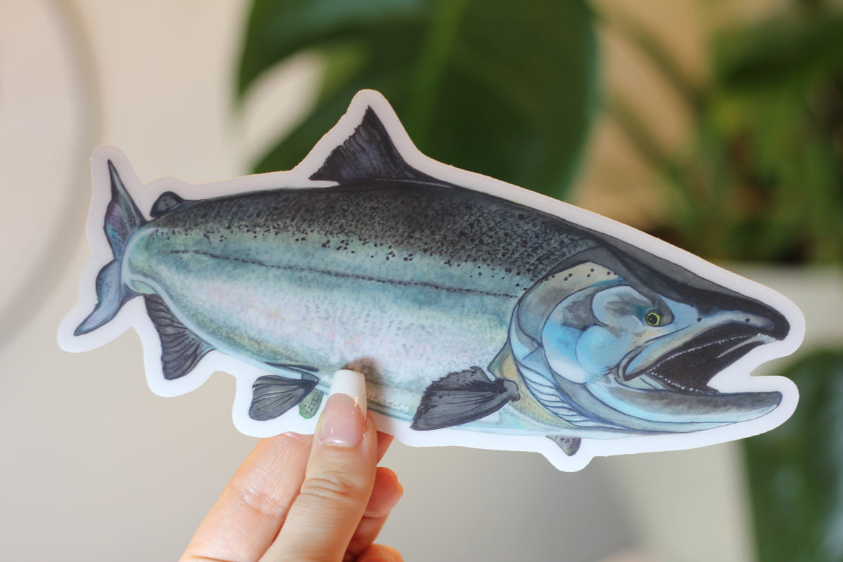 Chinook Salmon Sticker